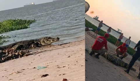 Jacaré de grande porte é resgatado após aparecer na Praia de Vila do Conde, em Barcarena