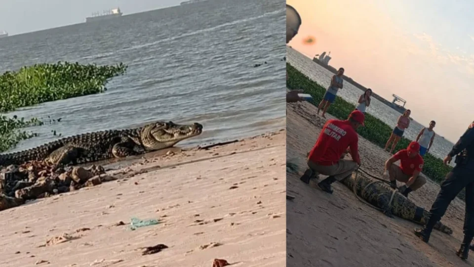 Jacaré de grande porte é resgatado após aparecer na Praia de Vila do Conde, em Barcarena