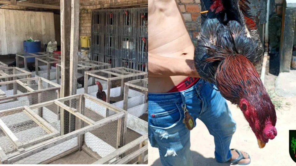 Rinha de galos é flagrada com 71 aves feridas em imóvel de Boa Vista