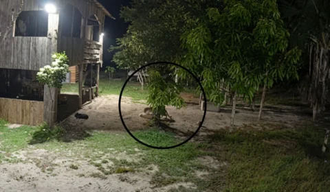 VEJA VÍDEO: Onça é flagrada tentando atacar cachorro em sítio no Rio Preto da Eva
