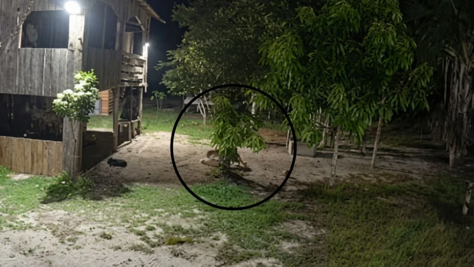 VEJA VÍDEO: Onça é flagrada tentando atacar cachorro em sítio no Rio Preto da Eva