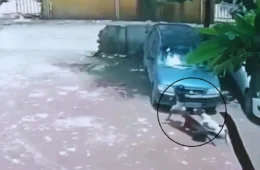 VEJA VÍDEO: Menina de 4 anos é atacada por sete cães e resgatada por vizinhos na Índia