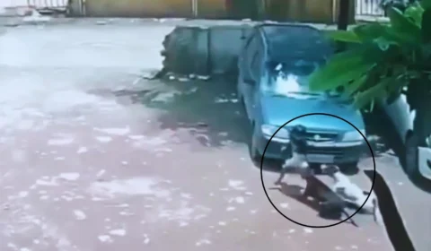 VEJA VÍDEO: Menina de 4 anos é atacada por sete cães e resgatada por vizinhos na Índia