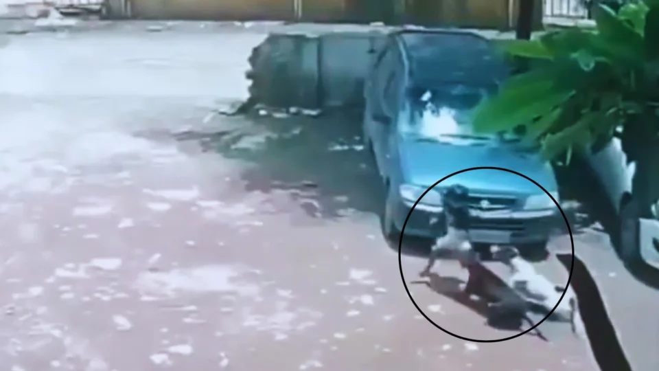 VEJA VÍDEO: Menina de 4 anos é atacada por sete cães e resgatada por vizinhos na Índia