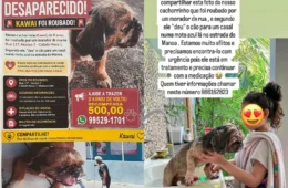 Família pede ajuda para encontrar Shih Tzu levado de residência no Nova Cidade, em Manaus