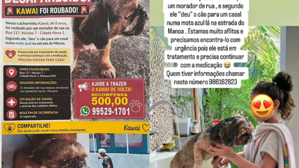 Família pede ajuda para encontrar Shih Tzu levado de residência no Nova Cidade, em Manaus