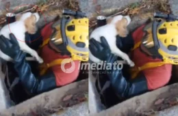 VEJA VÍDEO: Filhote de cachorro é resgatado com vida após ficar preso em bueiro de 15 metros em Manaus