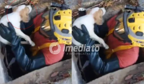 VEJA VÍDEO: Filhote de cachorro é resgatado com vida após ficar preso em bueiro de 15 metros em Manaus