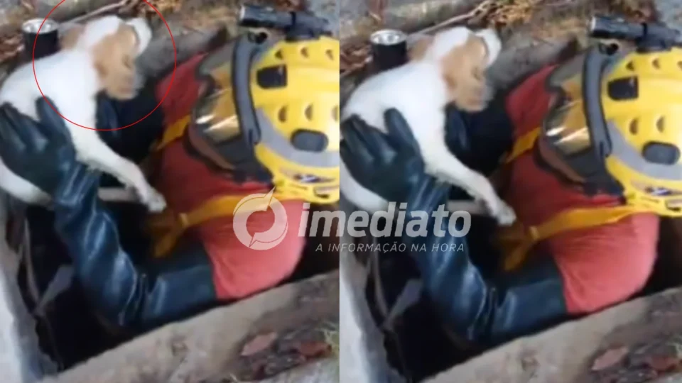 VEJA VÍDEO: Filhote de cachorro é resgatado com vida após ficar preso em bueiro de 15 metros em Manaus