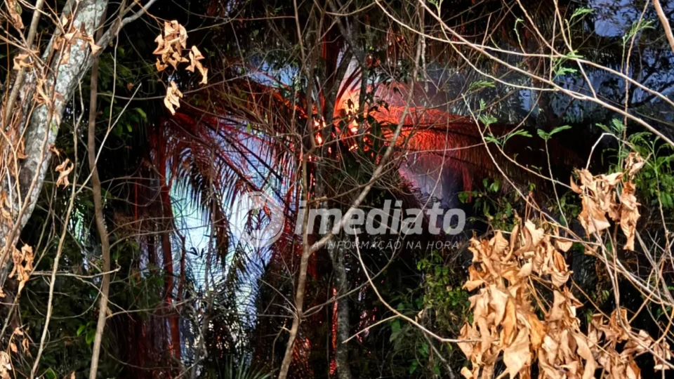 Incêndio volta a atingir área de mata no Parque 10 após suspeita de fogo criminoso