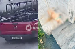 VEJA VÍDEO: Motorista passa por cima de cachorro e mata animal atropelado no bairro Coroado