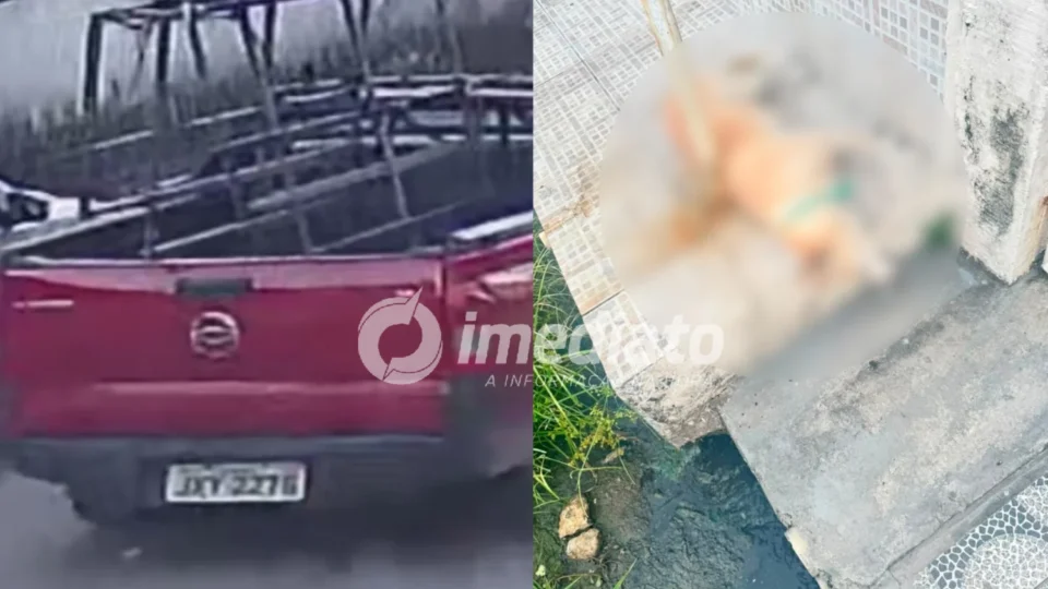 VEJA VÍDEO: Motorista passa por cima de cachorro e mata animal atropelado no bairro Coroado