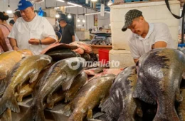 URGENTE: Tambaqui entra na lista de espécies vulneráveis e pode ter pesca suspensa