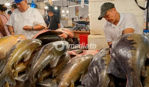 URGENTE: Tambaqui entra na lista de espécies vulneráveis e pode ter pesca suspensa