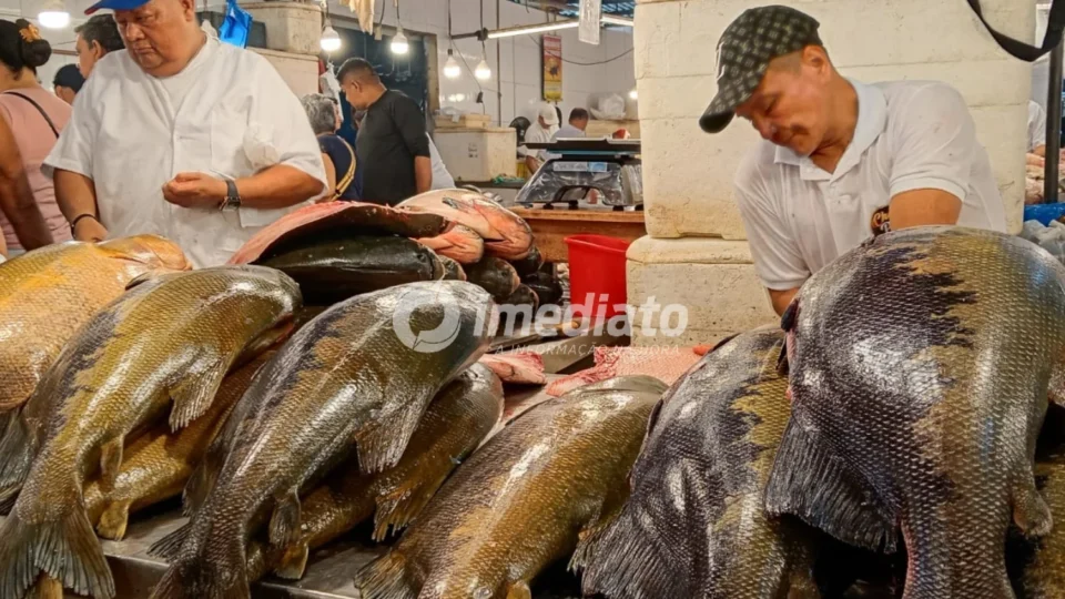 URGENTE: Tambaqui entra na lista de espécies vulneráveis e pode ter pesca suspensa