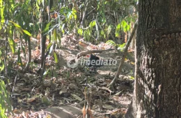 Corpo é encontrado enterrado em cova rasa em área de mata no bairro Chapada