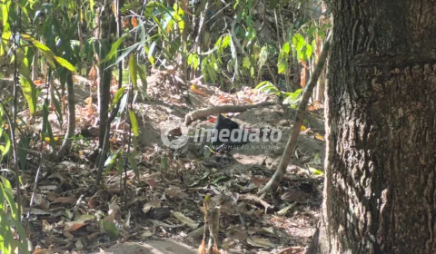 Corpo é encontrado enterrado em cova rasa em área de mata no bairro Chapada