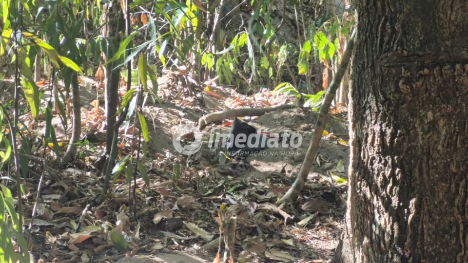 Corpo é encontrado enterrado em cova rasa em área de mata no bairro Chapada