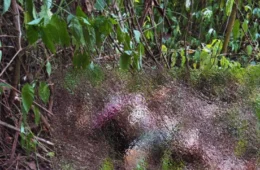 CENA MACABRA: Moradora encontra corpo em área de mata após sentir forte odor no bairro Nova Cidade, em Manaus