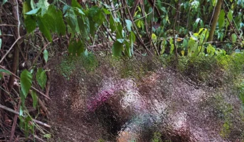 CENA MACABRA: Moradora encontra corpo em área de mata após sentir forte odor no bairro Nova Cidade, em Manaus