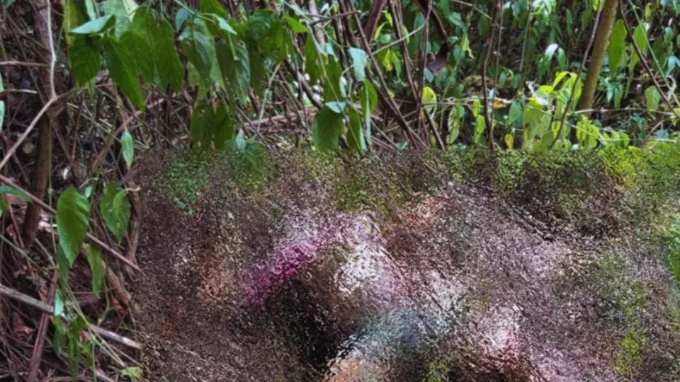 CENA MACABRA: Moradora encontra corpo em área de mata após sentir forte odor no bairro Nova Cidade, em Manaus