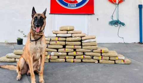 Cão farejador encontra 49 kg de drogas escondidos em freezer e micro-ondas em embarcação, no oeste do PA