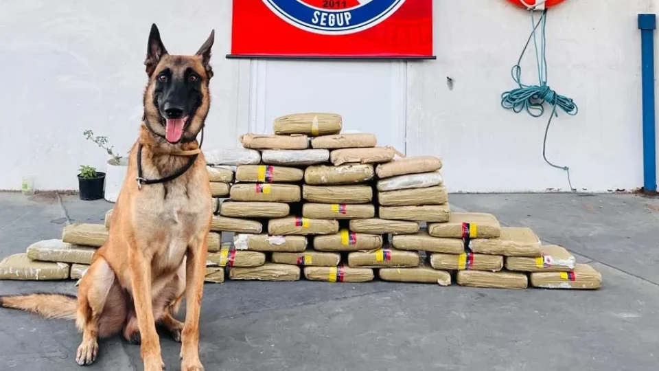 Cão farejador encontra 49 kg de drogas escondidos em freezer e micro-ondas em embarcação, no oeste do PA