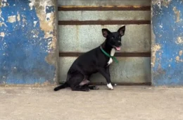Mais de 40 animais ficam para trás após realocação de indígenas Warao, em Belém