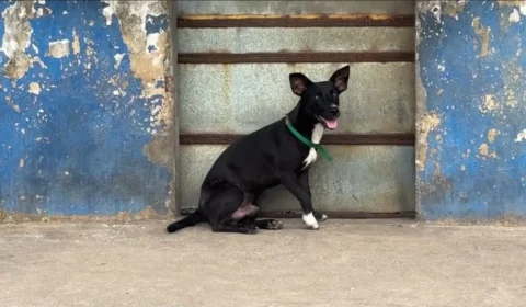 Mais de 40 animais ficam para trás após realocação de indígenas Warao, em Belém