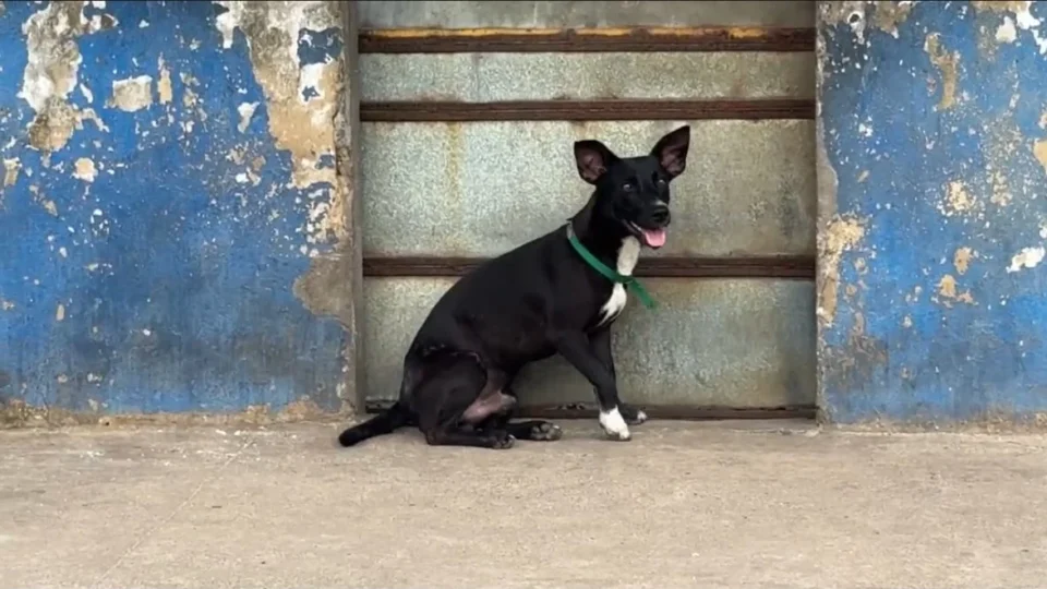 Mais de 40 animais ficam para trás após realocação de indígenas Warao, em Belém