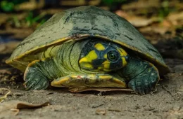 FAUNA: nove tracajás são apreendidos durante fiscalização no Igarapé das Mulheres