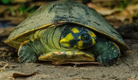 FAUNA: nove tracajás são apreendidos durante fiscalização no Igarapé das Mulheres