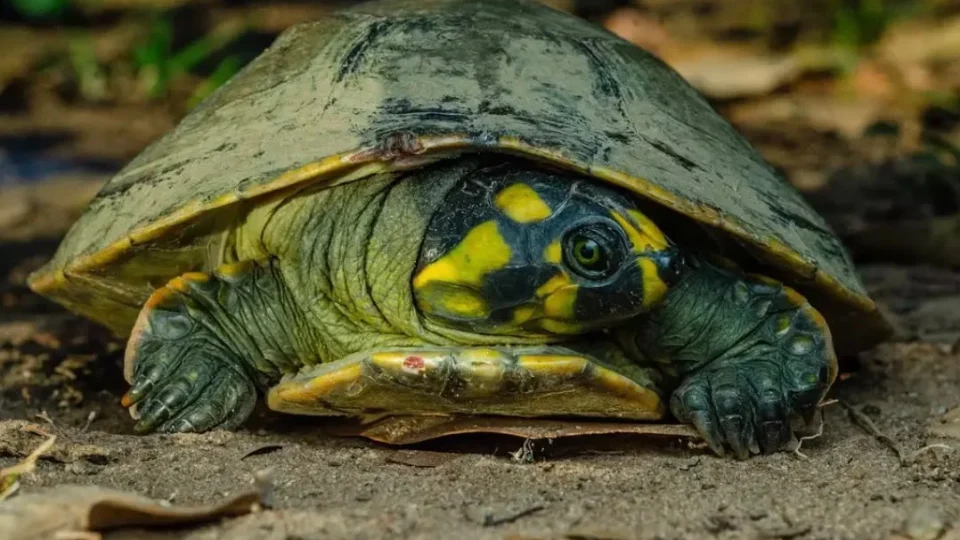 FAUNA: nove tracajás são apreendidos durante fiscalização no Igarapé das Mulheres