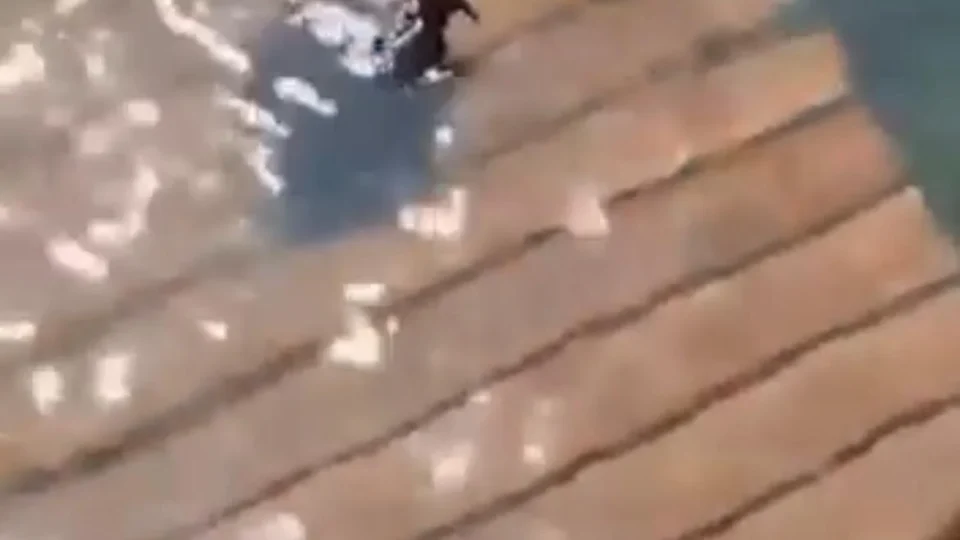Urubu ‘toma  banho’ para aliviar o calor no Pará e viraliza