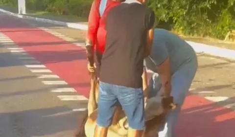 Cavalo é atropelado na avenida Centenário em Belém e recebe ajuda de quem passava pelo local