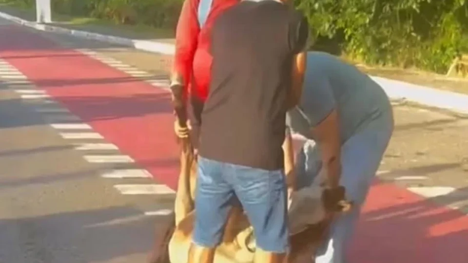 Cavalo é atropelado na avenida Centenário em Belém e recebe ajuda de quem passava pelo local
