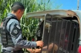 TRÁFICO: droga enviada do Rio é interceptada e dois são presos em Santana