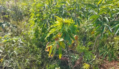 PRAGA AVANÇA: vassoura-de-bruxa atinge 15 dos 16 municípios do Amapá