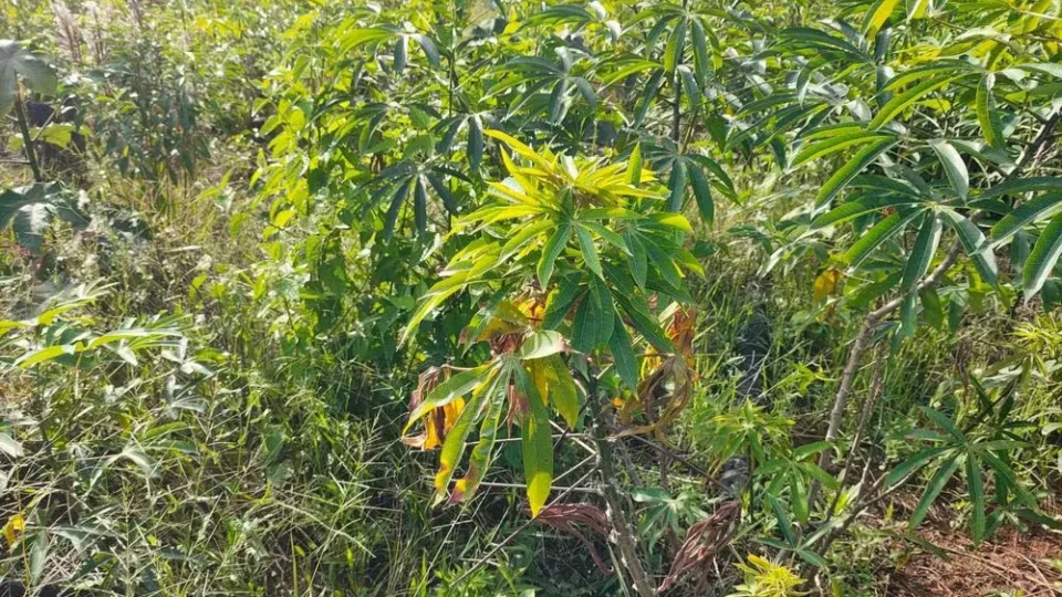 PRAGA AVANÇA: vassoura-de-bruxa atinge 15 dos 16 municípios do Amapá