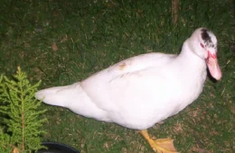 DEU RUIM NO GALINHEIRO: homem é flagrado furtando pato de residência e acaba preso no Acre