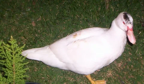 DEU RUIM NO GALINHEIRO: homem é flagrado furtando pato de residência e acaba preso no Acre