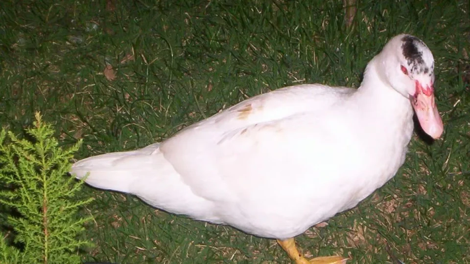 DEU RUIM NO GALINHEIRO: homem é flagrado furtando pato de residência e acaba preso no Acre