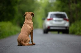 Câmara aprova suspensão e cassação da CNH para quem abandonar animais usando veículo