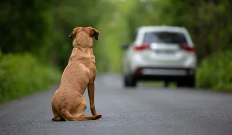 Câmara aprova suspensão e cassação da CNH para quem abandonar animais usando veículo