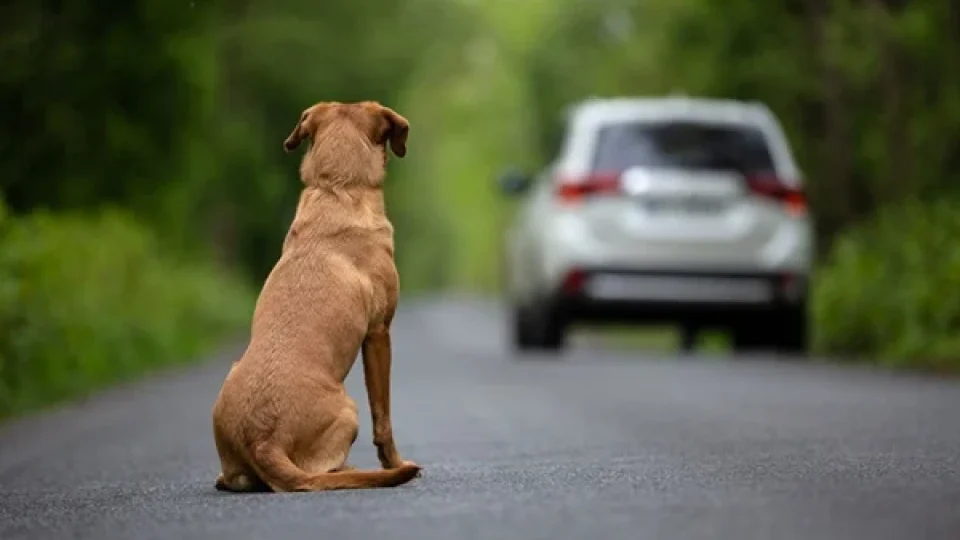 Câmara aprova suspensão e cassação da CNH para quem abandonar animais usando veículo