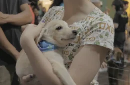 QUER ADOTAR UM PET? | Feira de adoção busca novos lares para cães e gatos resgatados em Porto Velho