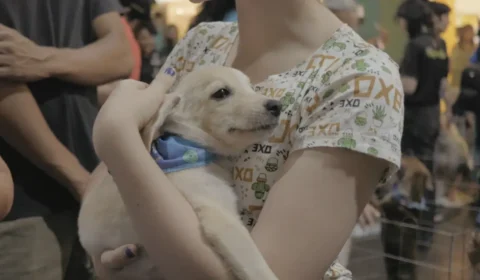 QUER ADOTAR UM PET? | Feira de adoção busca novos lares para cães e gatos resgatados em Porto Velho