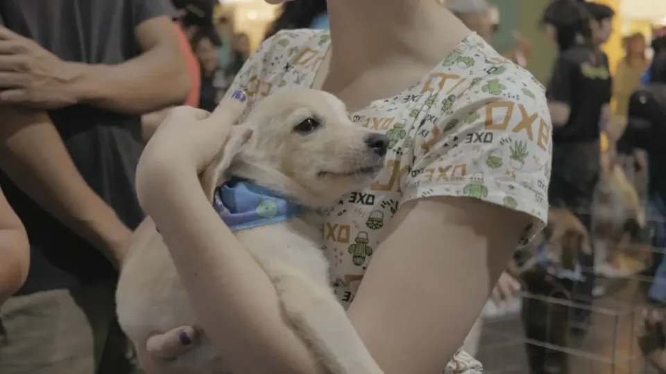QUER ADOTAR UM PET? | Feira de adoção busca novos lares para cães e gatos resgatados em Porto Velho