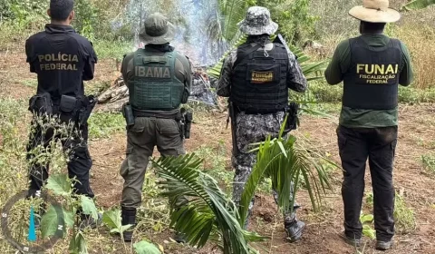 PF destrói cerca de 6 mil plantas de maconha em operação em terra indígena no Pará