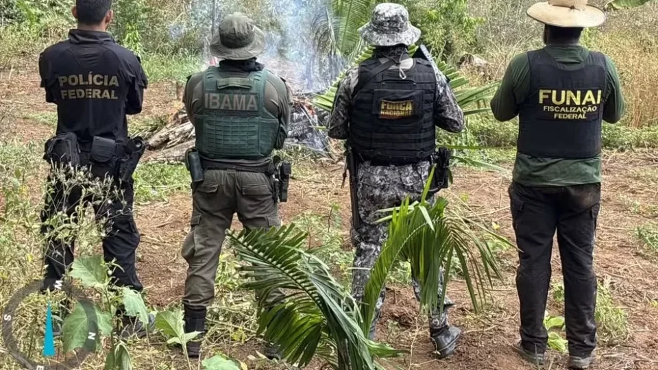PF destrói cerca de 6 mil plantas de maconha em operação em terra indígena no Pará